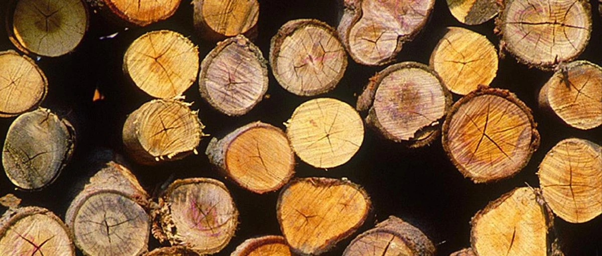 Einhell Accu Kettingzaag GE-LC 18 Li Kit (1x3,0Ah) Power X-Change (Li-Ion - 18 V - 25 Cm Zwaardlengte - 23 Cm Snijlengte - Terugslagbescherming - Kettingvangbout - Incl. 3,0 Ah Accu En Lader) - Afbeelding 17